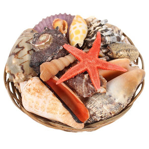 Basket of shells 4 inch