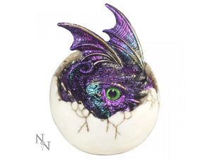 Baby dragon hatchling - Amethon